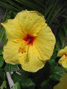 yellow_flower_300